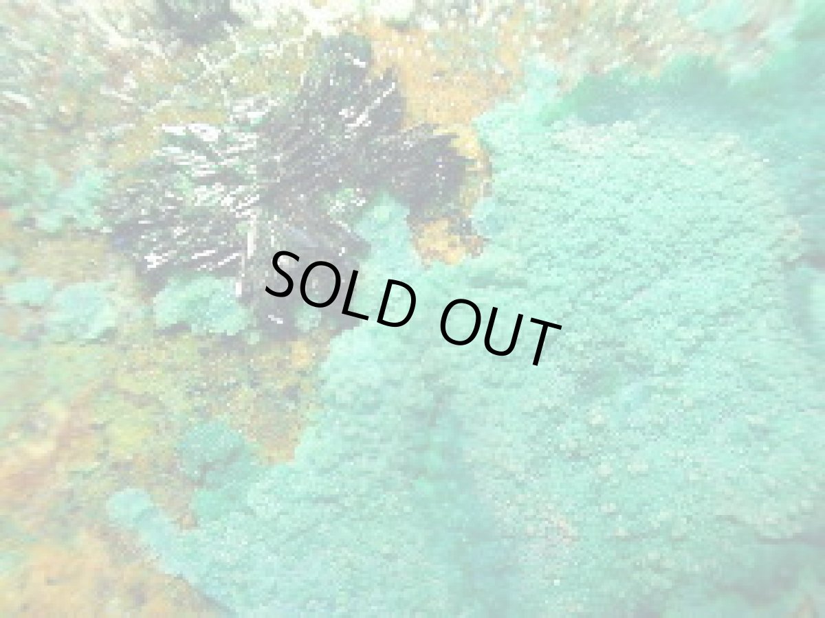 画像3: チリ産アタカマイトＣ (3)