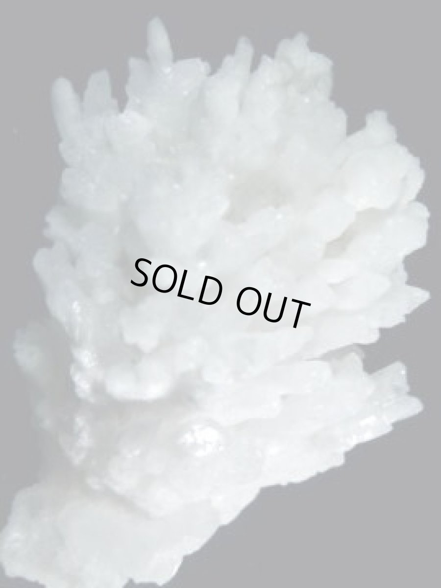 画像2: 山さんごＥ (2)