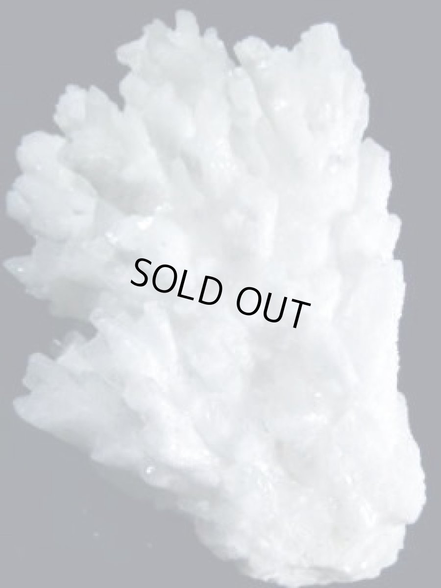 画像3: 山さんごＥ (3)