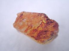 画像4: キルピー産オパール化骨化石セット (4)