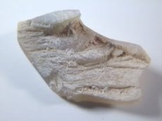 画像2: キルピー産オパール化骨化石Ｂ (2)