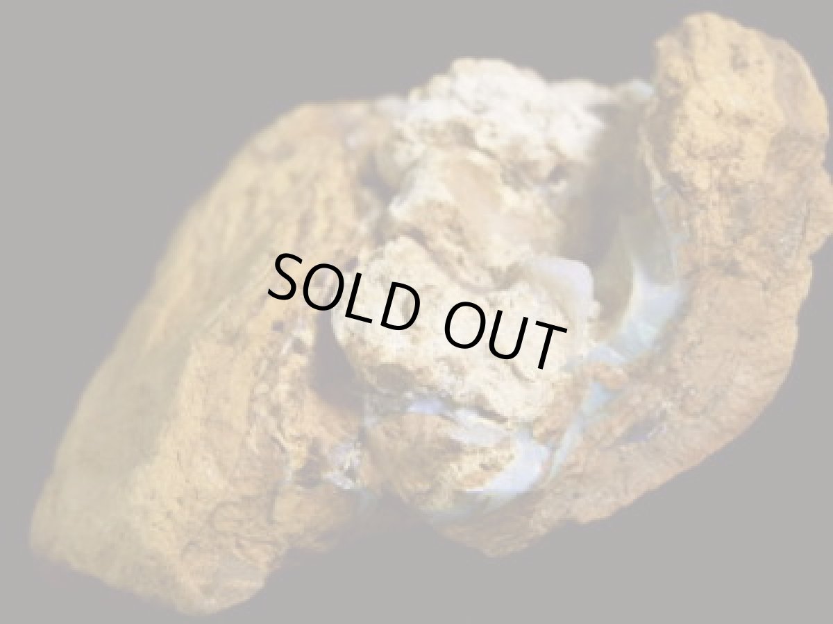 画像5: キルピー産ウッドオパールＡ (5)