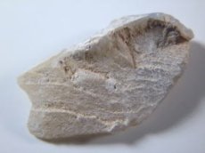画像1: キルピー産オパール化骨化石Ｂ (1)