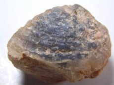 画像1: ライトニングリッジ産オパール化貝化石Ｂ (1)