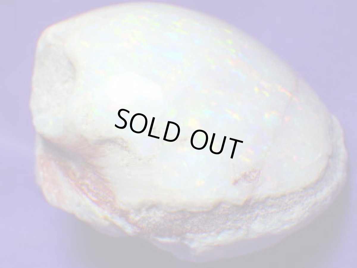 画像2: クーパーペディ産オパール化貝化石美品 (2)