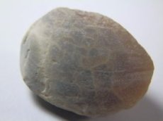 画像1: ライトニングリッジ産オパール化貝化石Ａ (1)