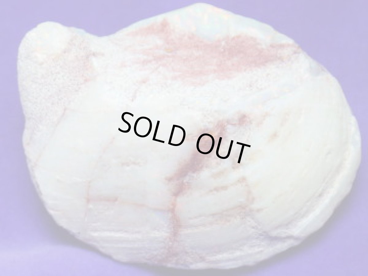 画像5: クーパーペディ産オパール化貝化石美品 (5)