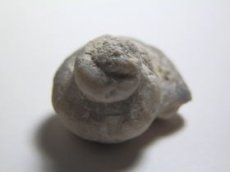 画像3: ライトニングリッジ産オパール化巻貝化石Ｂ (3)