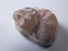 画像2: ライトニングリッジ産オパール化巻貝化石Ｅ (2)