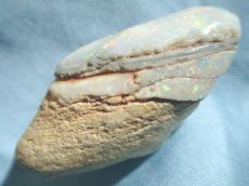 画像5: クーパーペディ産オパール化貝化石Ａ (5)