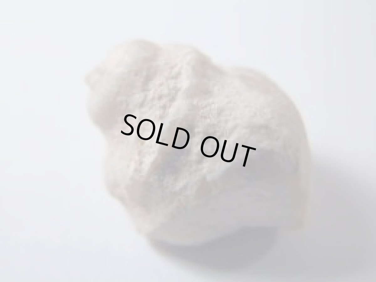 画像6: ライトニングリッジ産オパール化巻貝化石Ｄ (6)