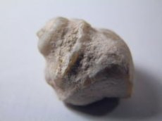 画像2: ライトニングリッジ産オパール化巻貝化石Ｄ (2)