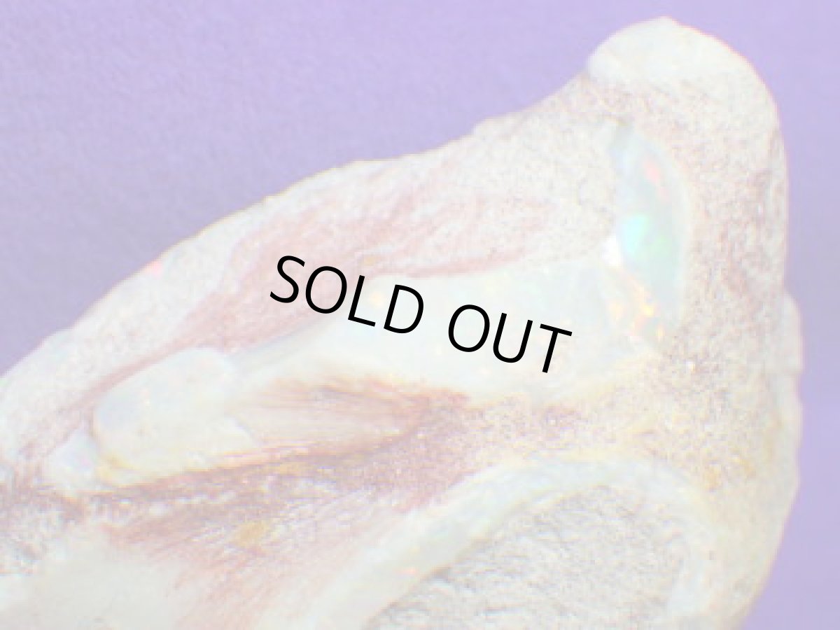 画像6: クーパーペディ産オパール化貝化石美品 (6)