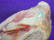 画像6: クーパーペディ産オパール化貝化石美品 (6)