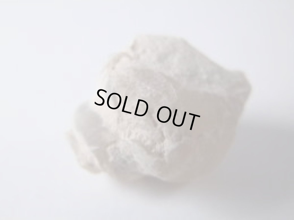 画像7: ライトニングリッジ産オパール化巻貝化石Ｄ (7)