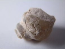 画像3: ライトニングリッジ産オパール化巻貝化石Ｄ (3)
