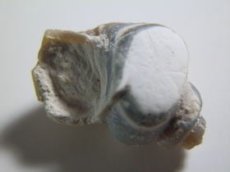 画像3: ライトニングリッジ産オパール化巻貝化石Ｃ (3)