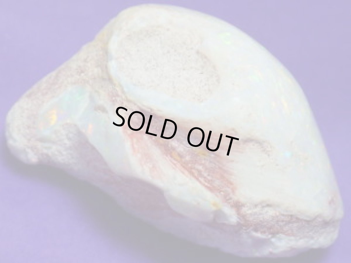 画像4: クーパーペディ産オパール化貝化石美品 (4)