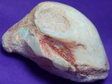 画像4: クーパーペディ産オパール化貝化石美品 (4)