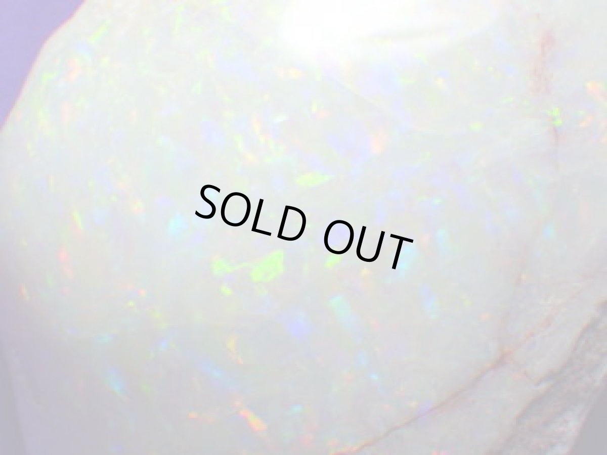 画像10: クーパーペディ産オパール化貝化石美品 (10)