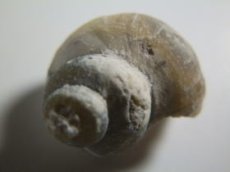 画像2: ライトニングリッジ産オパール化巻貝化石Ｃ (2)