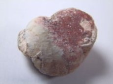 画像3: ライトニングリッジ産オパール化巻貝化石Ｅ (3)