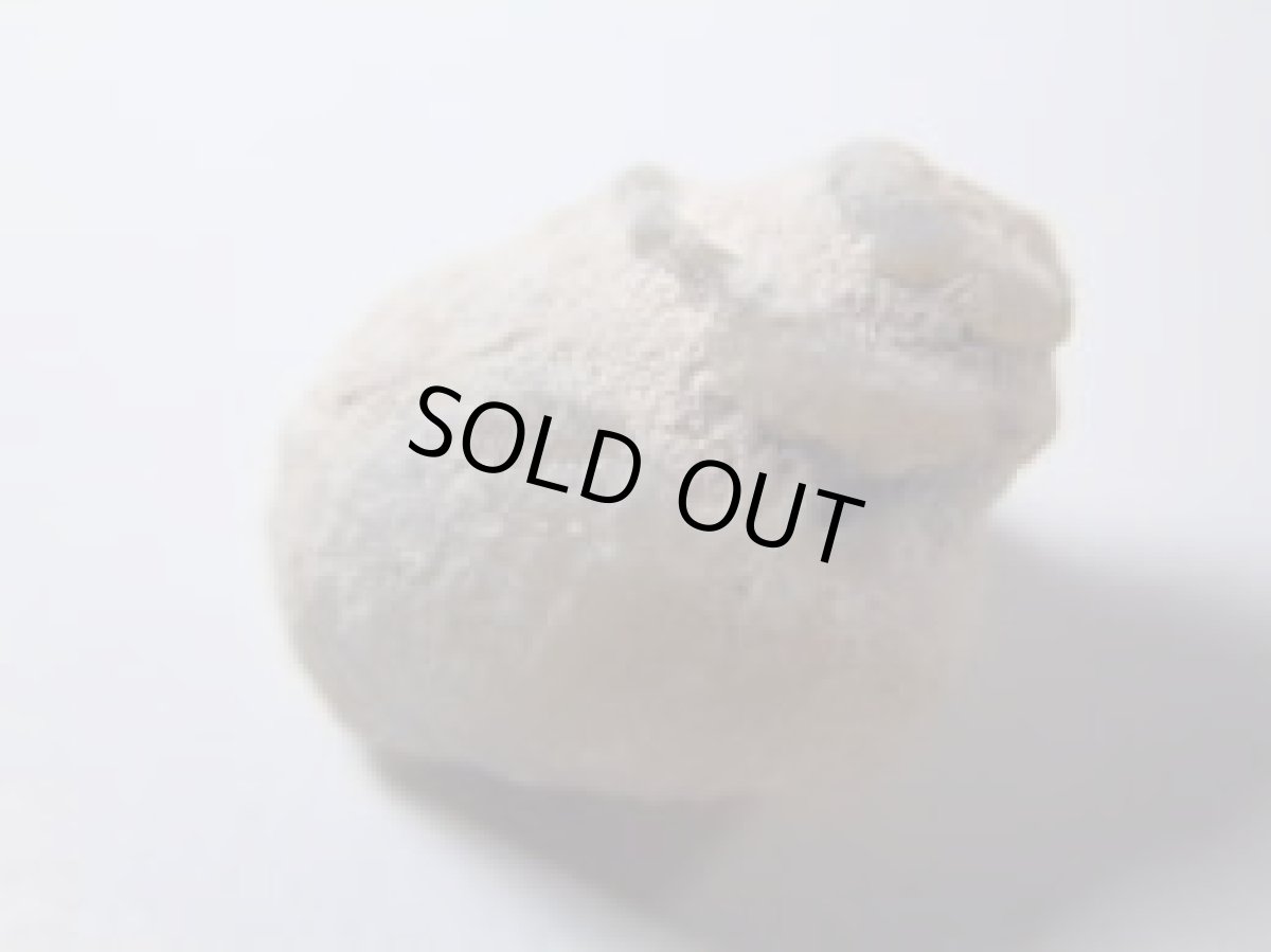 画像5: ライトニングリッジ産オパール化巻貝化石Ｄ (5)