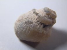 画像1: ライトニングリッジ産オパール化巻貝化石Ｄ (1)
