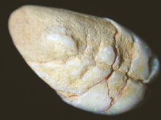 画像7: クーパーペディ産オパール化貝化石Ａ (7)