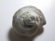画像2: ライトニングリッジ産オパール化巻貝化石Ｂ (2)