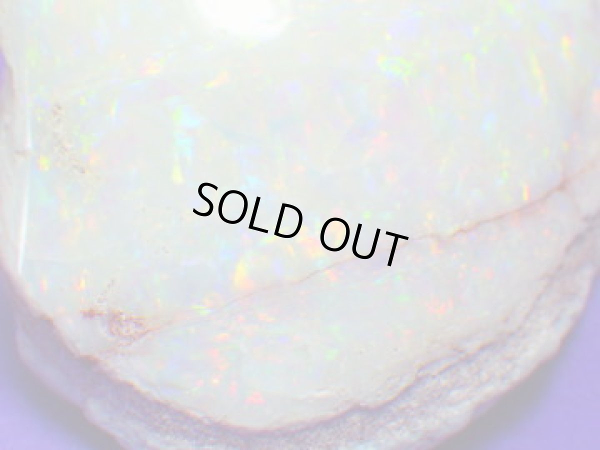 画像11: クーパーペディ産オパール化貝化石美品 (11)