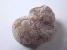 画像1: ライトニングリッジ産オパール化巻貝化石Ｅ (1)