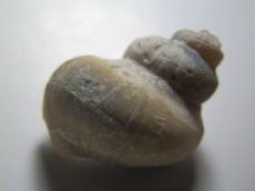 画像1: ライトニングリッジ産オパール化巻貝化石Ｃ (1)