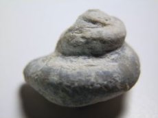 画像1: ライトニングリッジ産オパール化巻貝化石Ｂ (1)