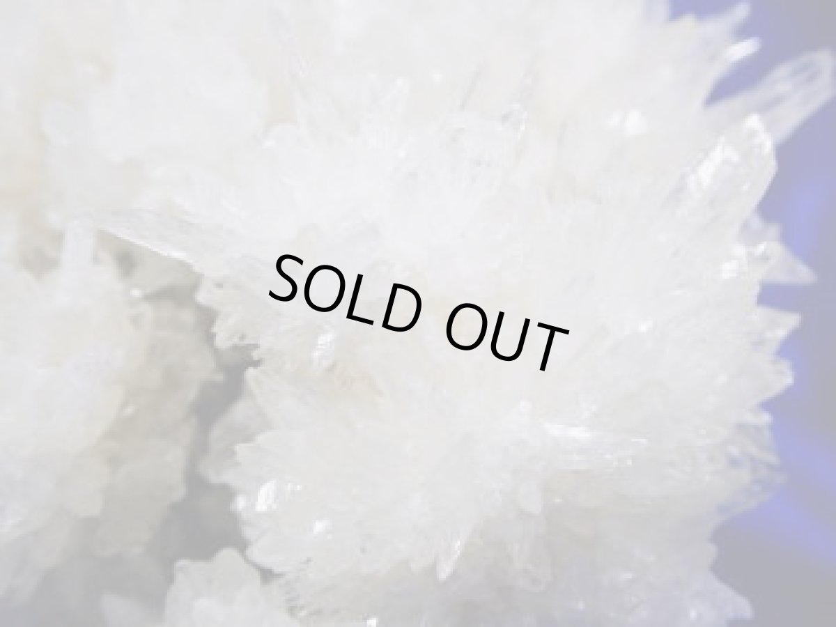 画像8: フラワーカルサイト (8)