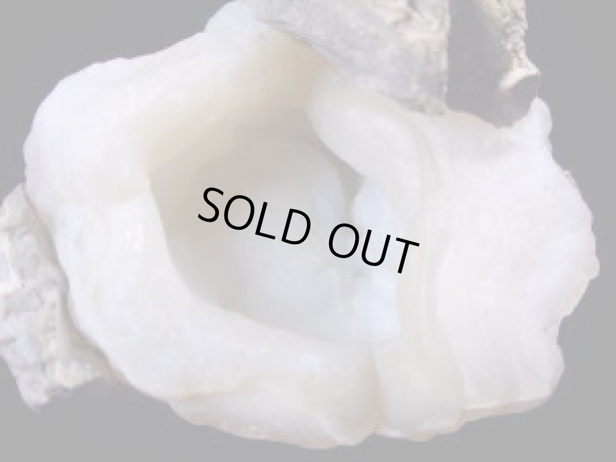 画像4: メキシコ産カルセドニーＢ (4)