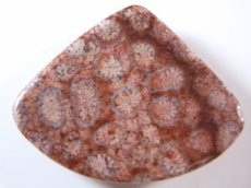 画像2: 珊瑚化石磨きＡ (2)