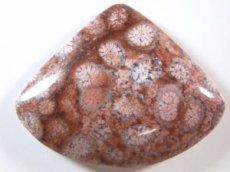 画像1: 珊瑚化石磨きＡ (1)