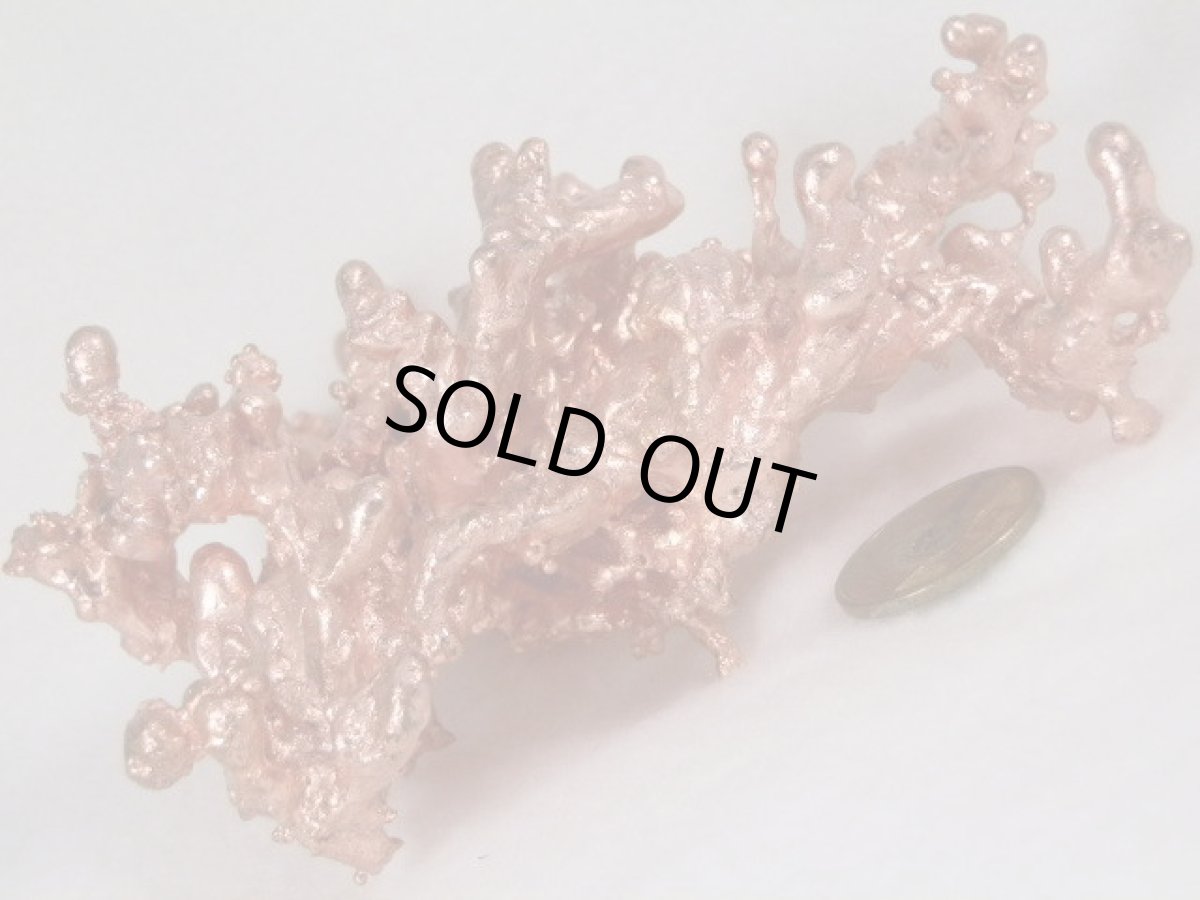 画像3: ミシガンコッパー大B (3)