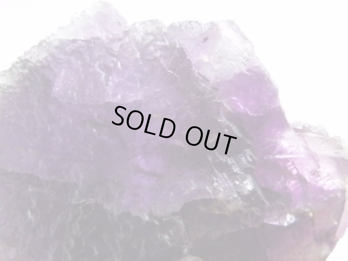 画像3: イリノイフローライト大 (3)