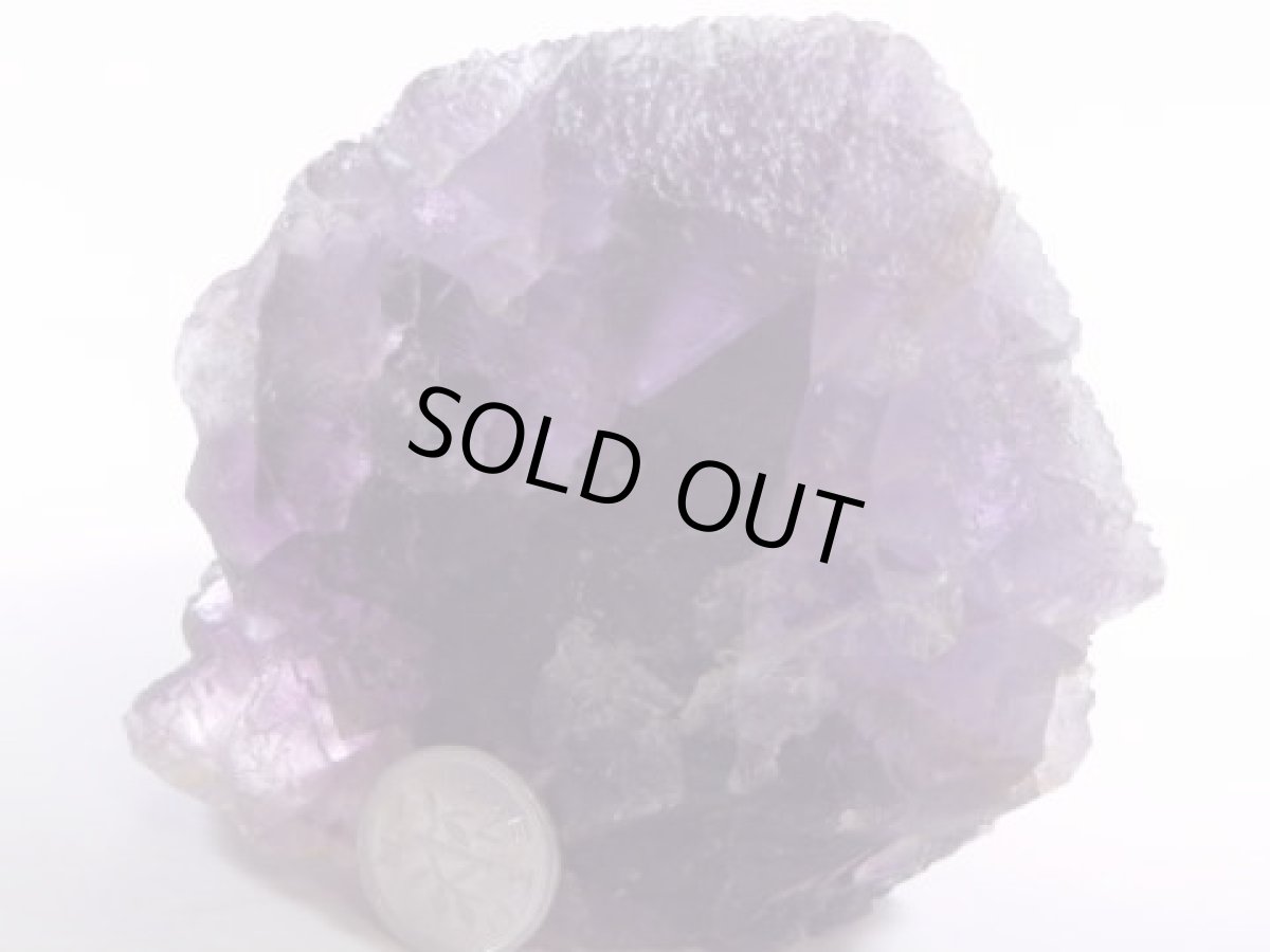 画像2: イリノイフローライト大 (2)