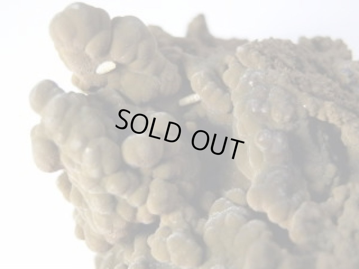 画像3: モットラマイトＤ (3)