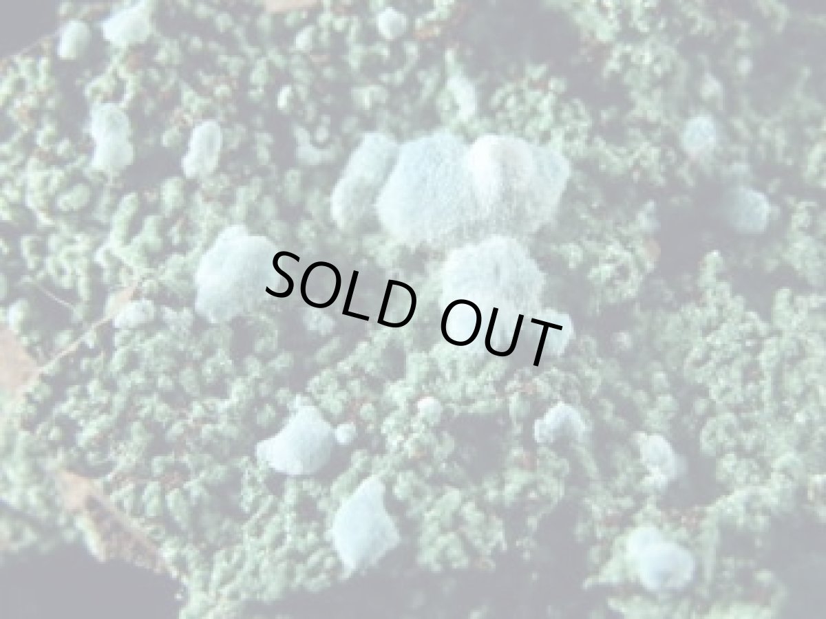 画像1: メキシコ産ローザサイトＤ (1)