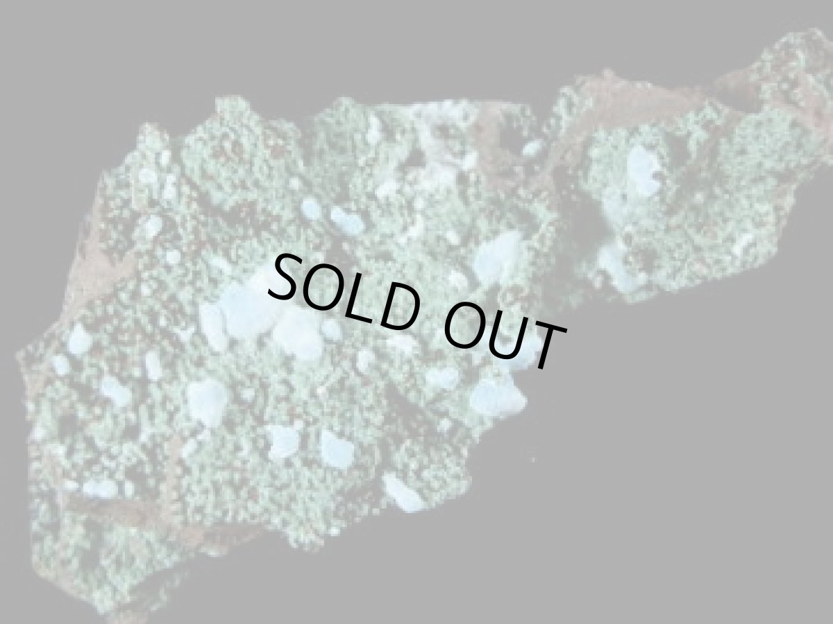 画像2: メキシコ産ローザサイトＤ (2)