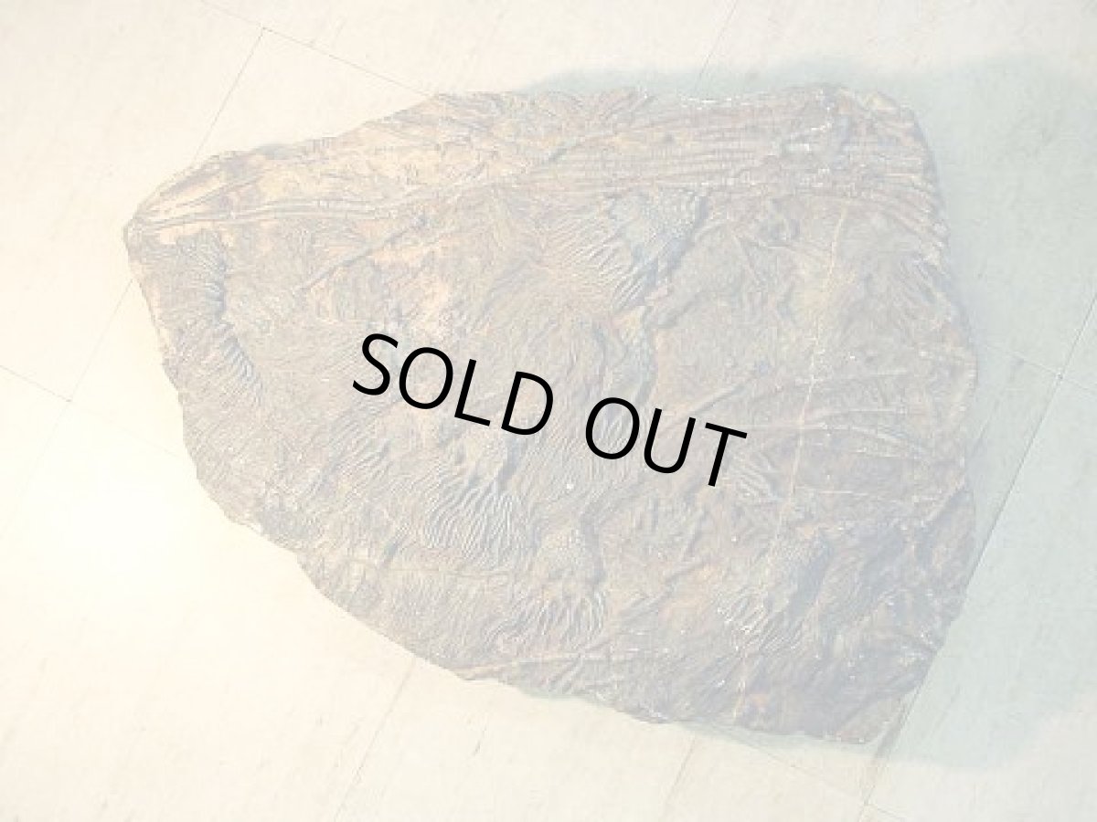 画像2: ウミユリ化石 (2)