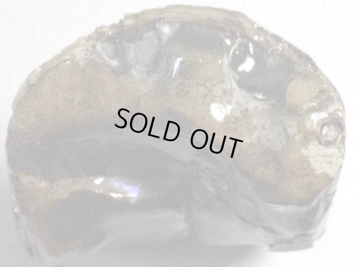 画像7: コロラド産イリデッセンスアンモナイトＢ (7)