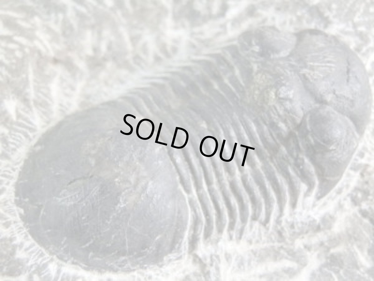 画像2: モロッコ産ファコプス三葉虫Ａ (2)