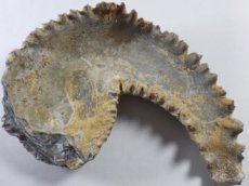 画像2: マダガスカル産カキ化石Ｂ (2)