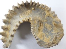 画像2: マダガスカル産カキ化石Ａ (2)