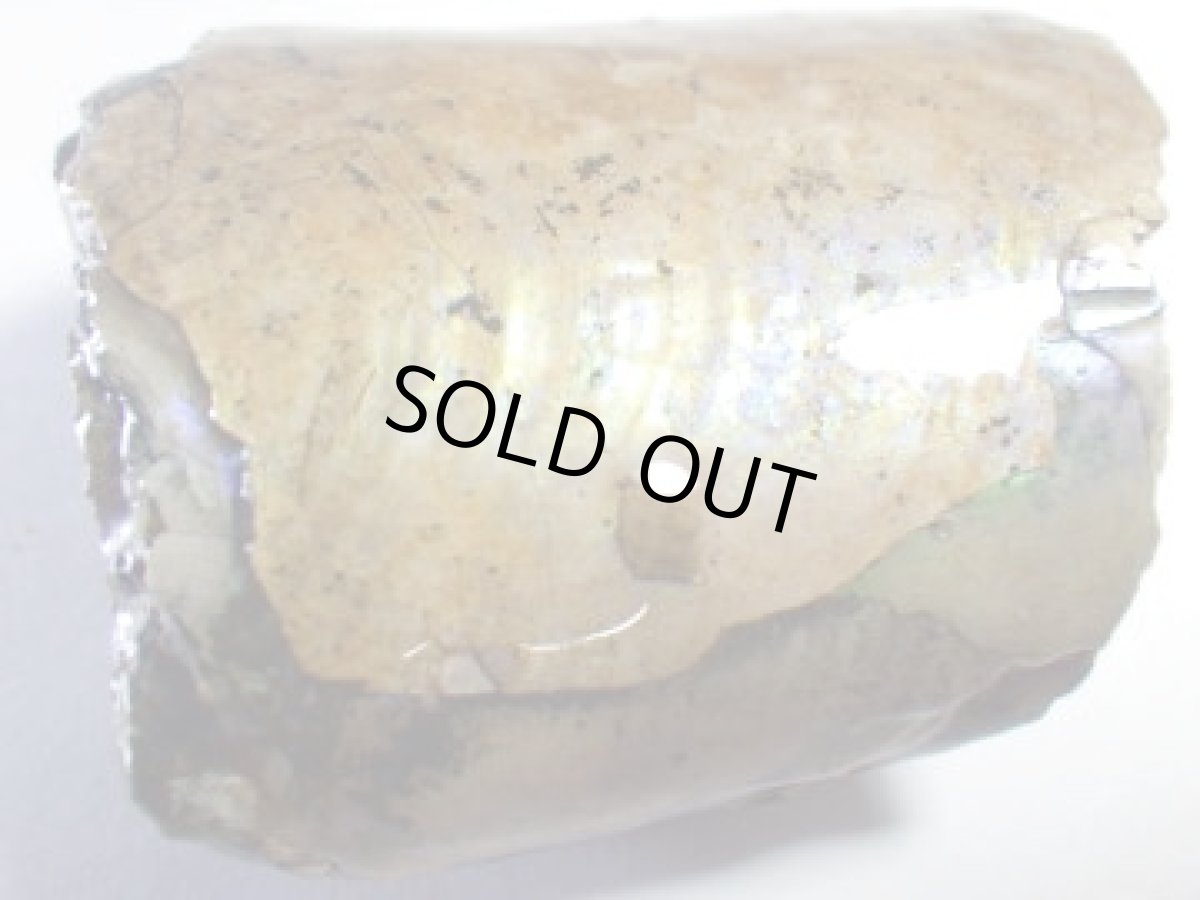 画像3: コロラド産イリデッセンスアンモナイトＢ (3)